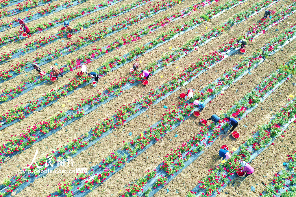 江蘇淮安:玫瑰產業增“顏值”富村民【5】