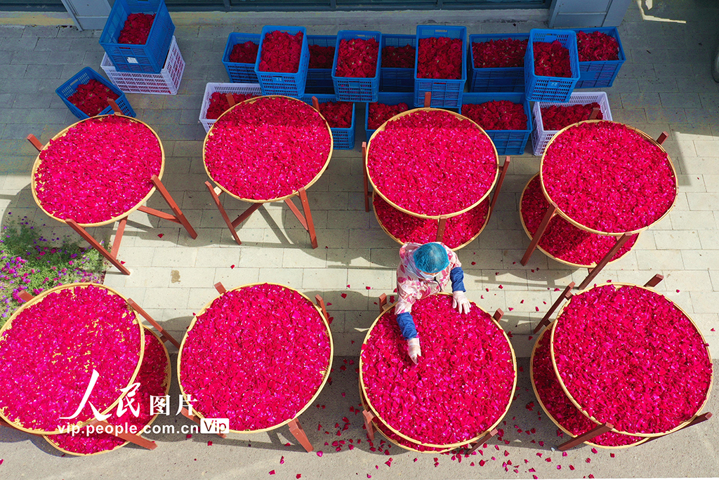 江蘇淮安:玫瑰產業增“顏值”富村民【3】