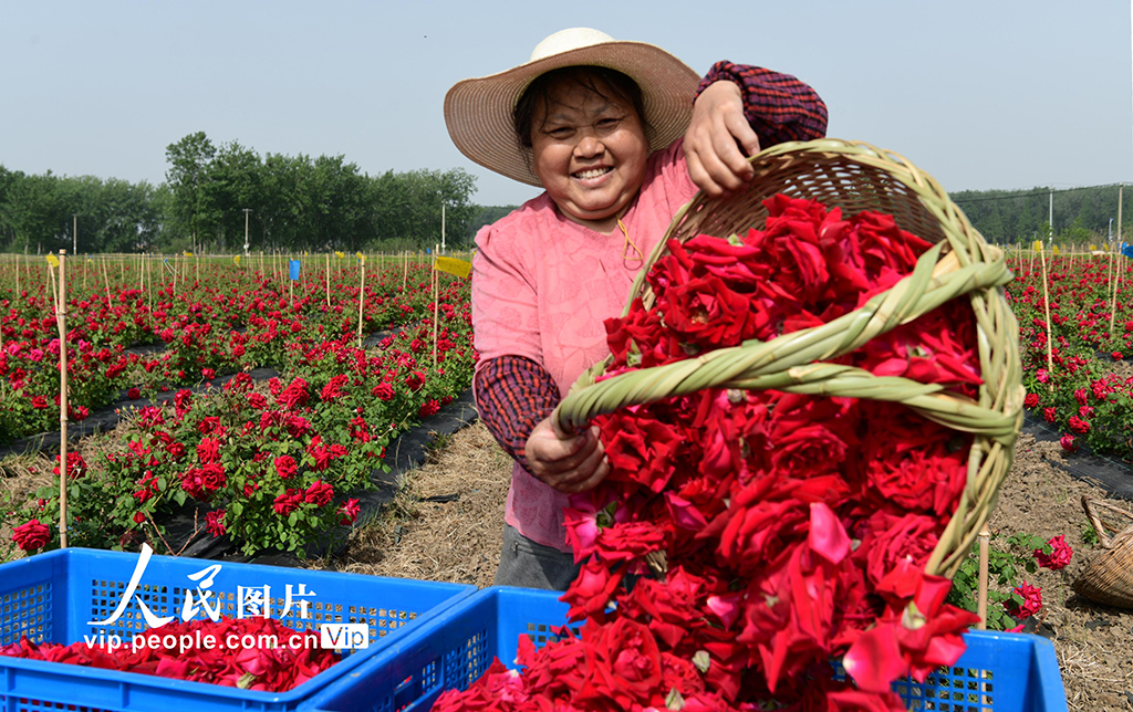 江蘇淮安：玫瑰產業增“顏值”富村民