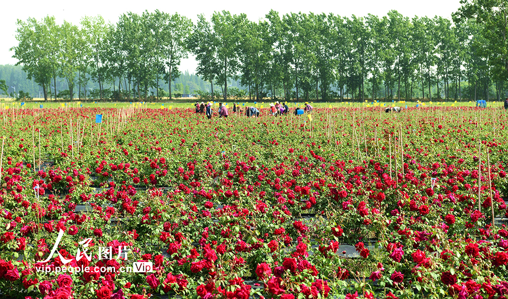 江蘇淮安:玫瑰產業增“顏值”富村民【6】