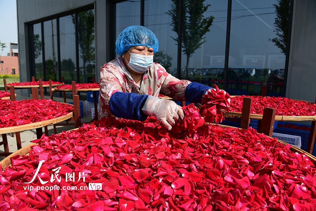 江蘇淮安:玫瑰產業增“顏值”富村民【2】