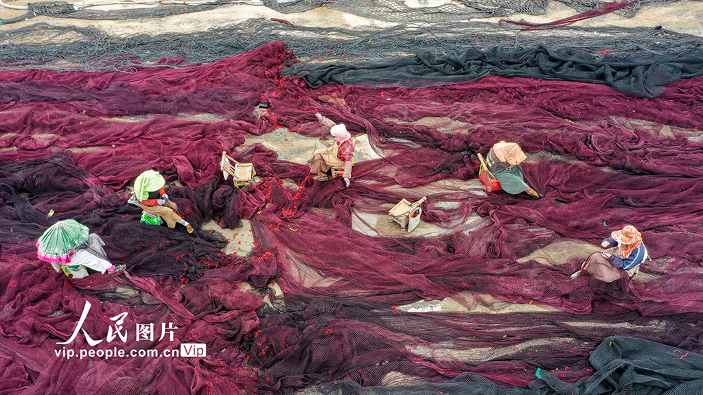 浙江溫嶺：休漁期 修補漁網【3】