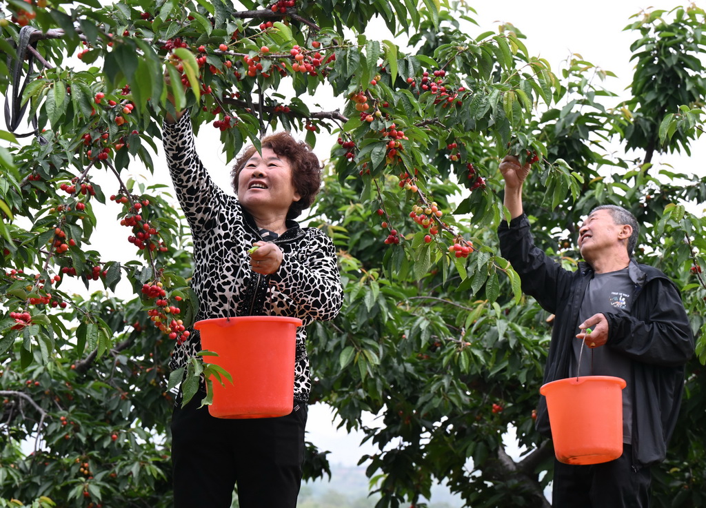 5月7日，游客在贊皇縣鮑家灘櫻桃種植基地采摘櫻桃。