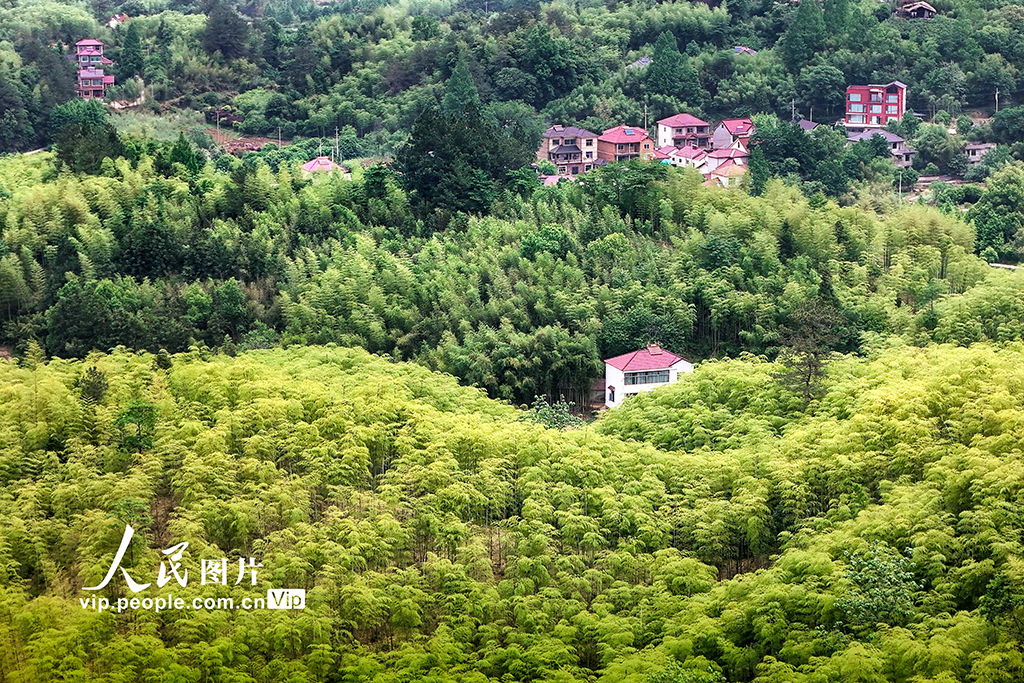 浙江安吉：初夏竹鄉綠意盎然【2】