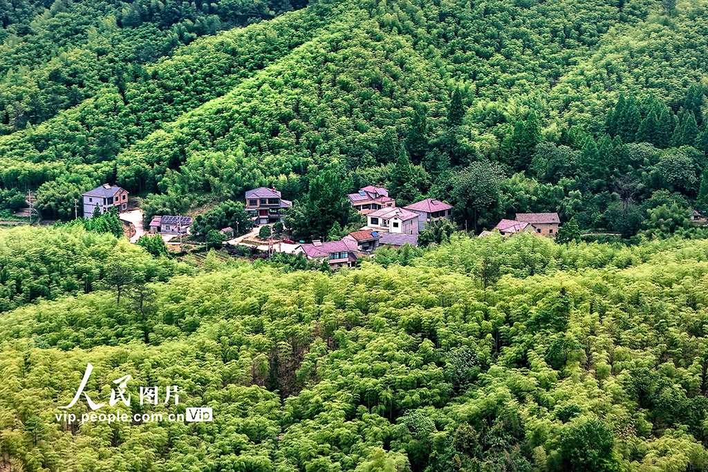 浙江安吉：初夏竹鄉綠意盎然【3】
