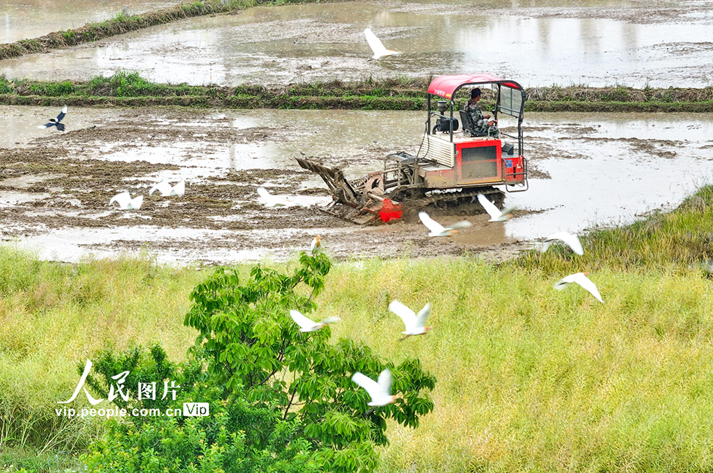 安徽蕪湖:鷺鳥伴耕【4】