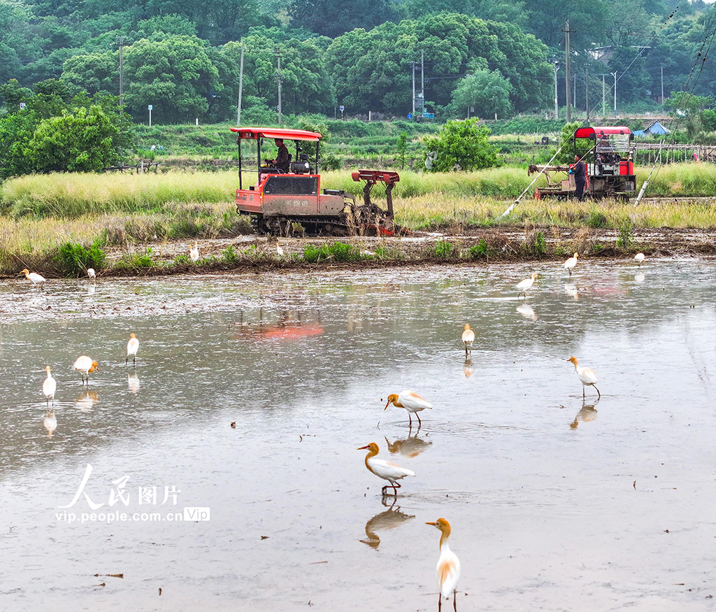 安徽蕪湖:鷺鳥伴耕【3】