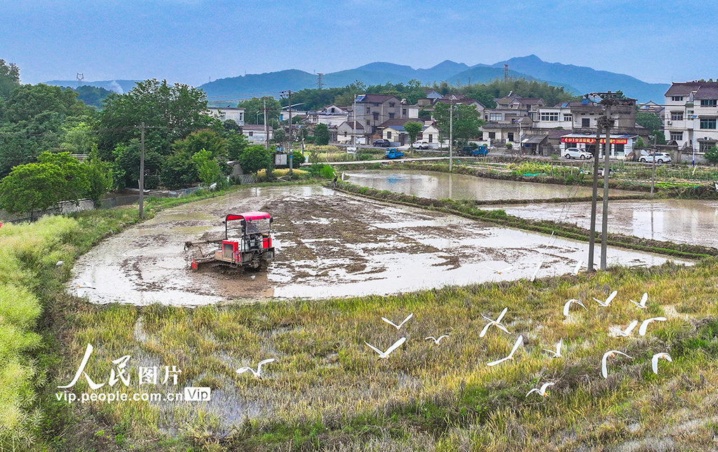 安徽蕪湖：鷺鳥伴耕
