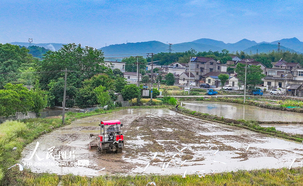 安徽蕪湖:鷺鳥伴耕【5】