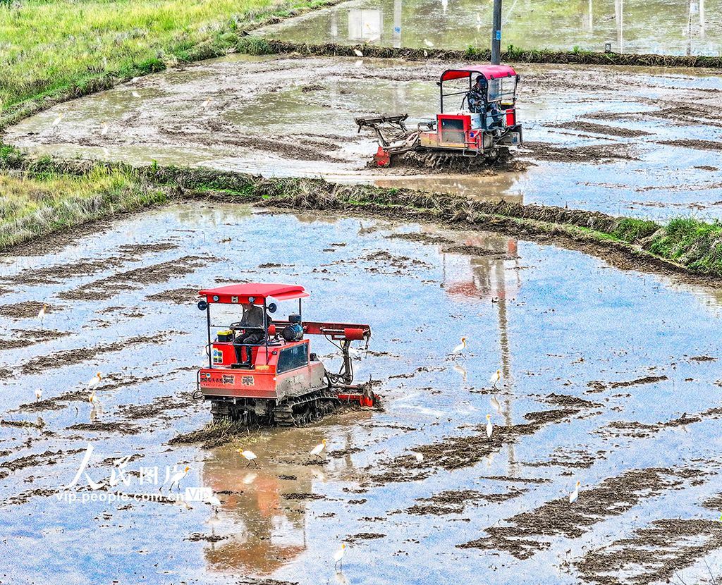 安徽蕪湖:鷺鳥伴耕【2】