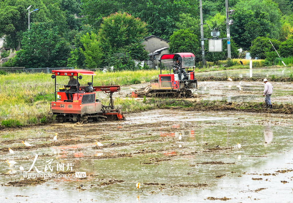 安徽蕪湖:鷺鳥伴耕【6】
