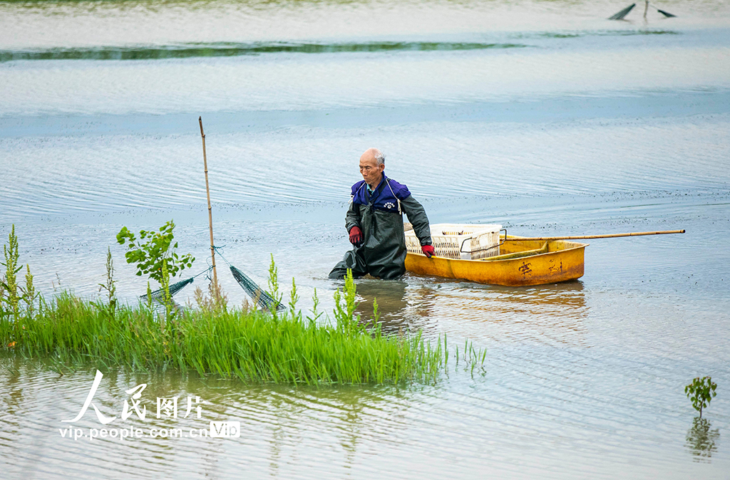 江西都昌：收獲小龍蝦