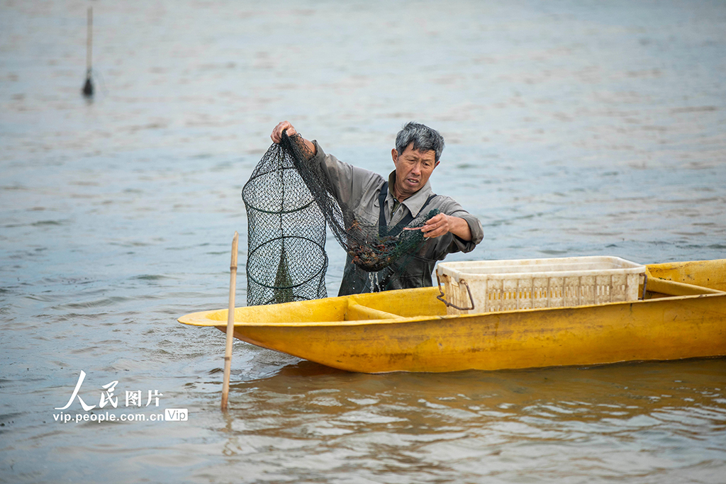 江西都昌:收獲小龍蝦【2】