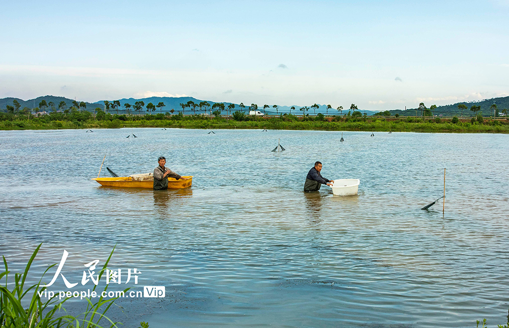 江西都昌:收獲小龍蝦【3】