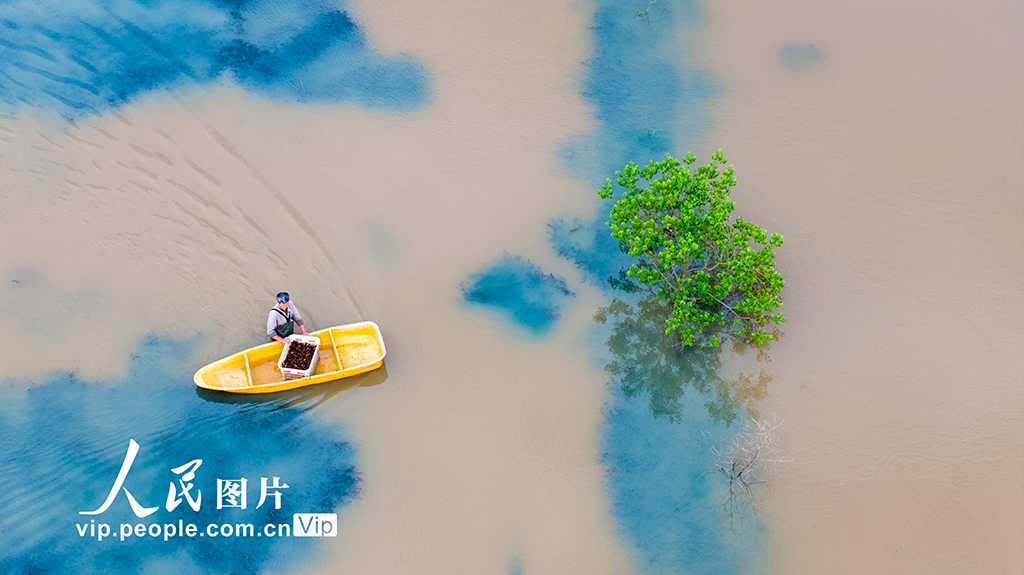 江西都昌:收獲小龍蝦【5】