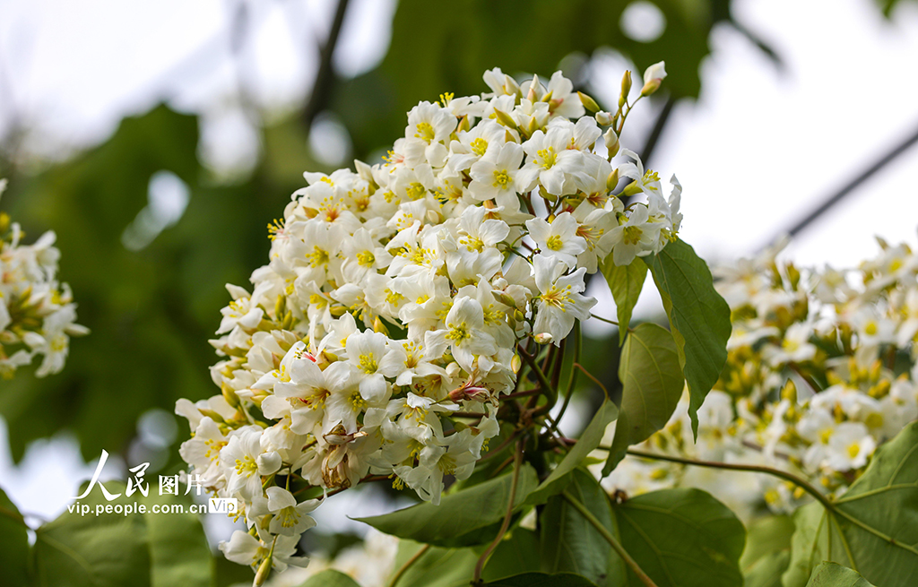 浙江淳安：桐花綻放