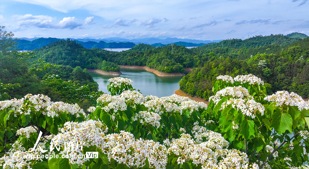 浙江淳安:桐花綻放【3】