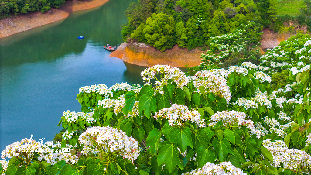 浙江淳安:桐花綻放【4】