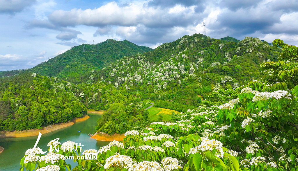 浙江淳安:桐花綻放【5】