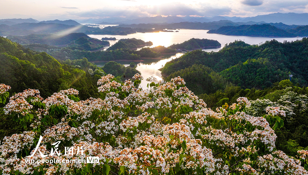浙江淳安:桐花綻放【7】