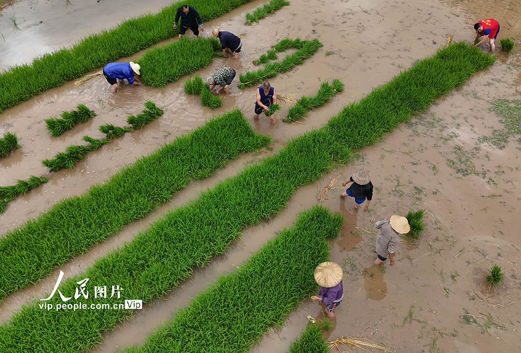 四川蓬安：田間起秧【2】