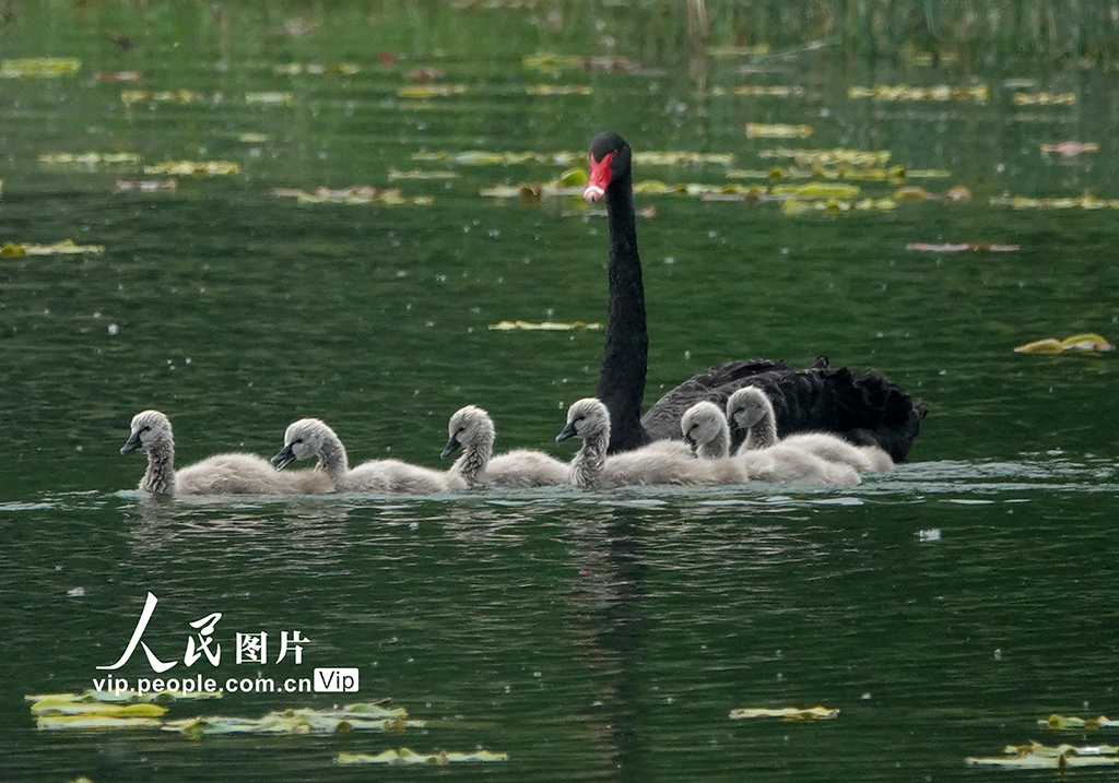 北京：黑天鵝出游覓食