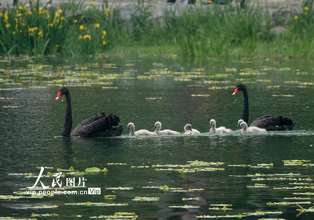 北京：黑天鵝出游覓食【2】