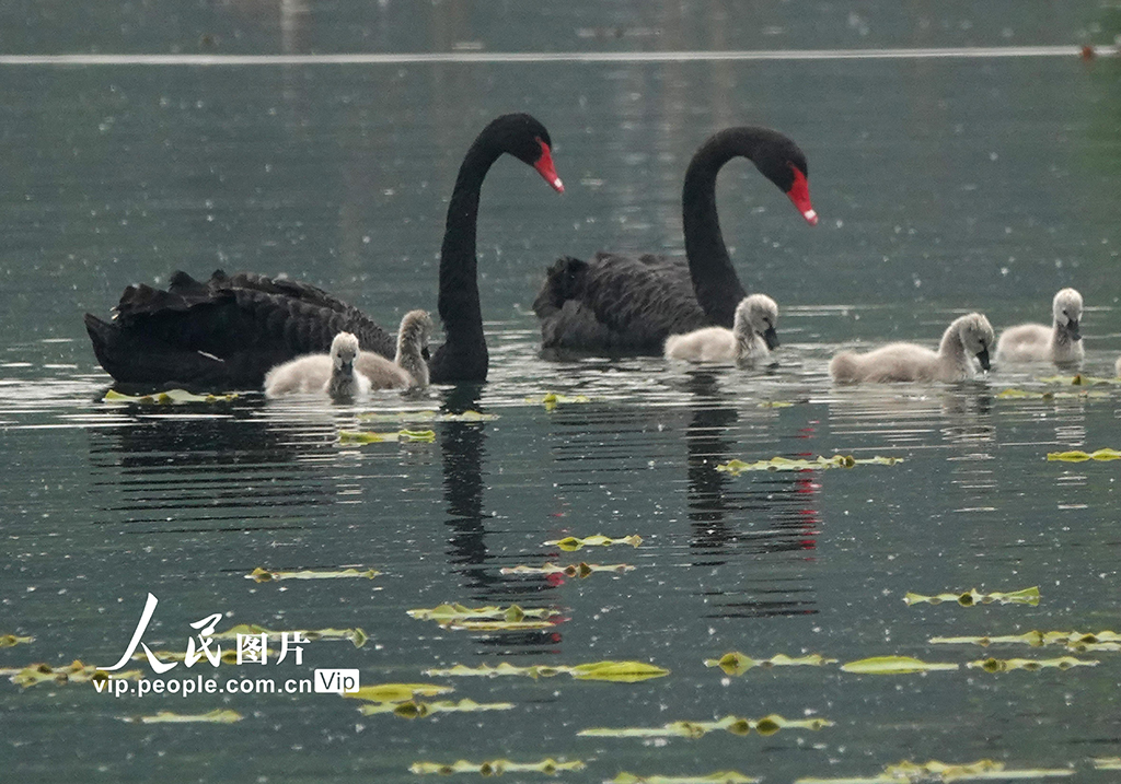 北京:黑天鵝出游覓食【3】