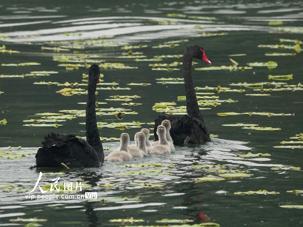 北京:黑天鵝出游覓食【4】