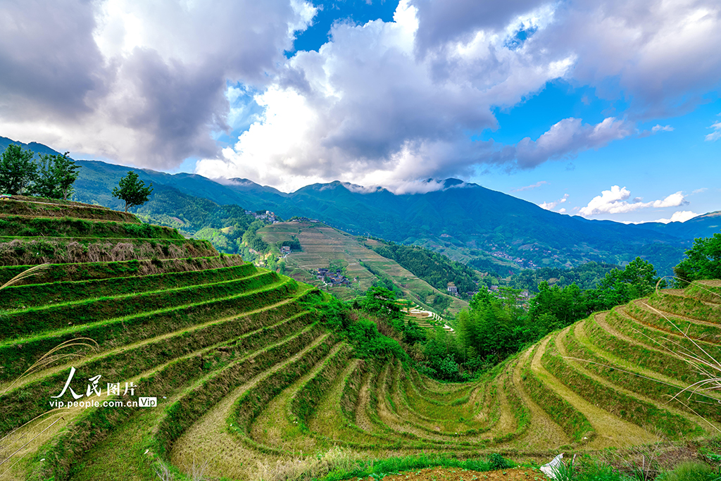 廣西龍勝：初夏時節龍脊梯田美如畫