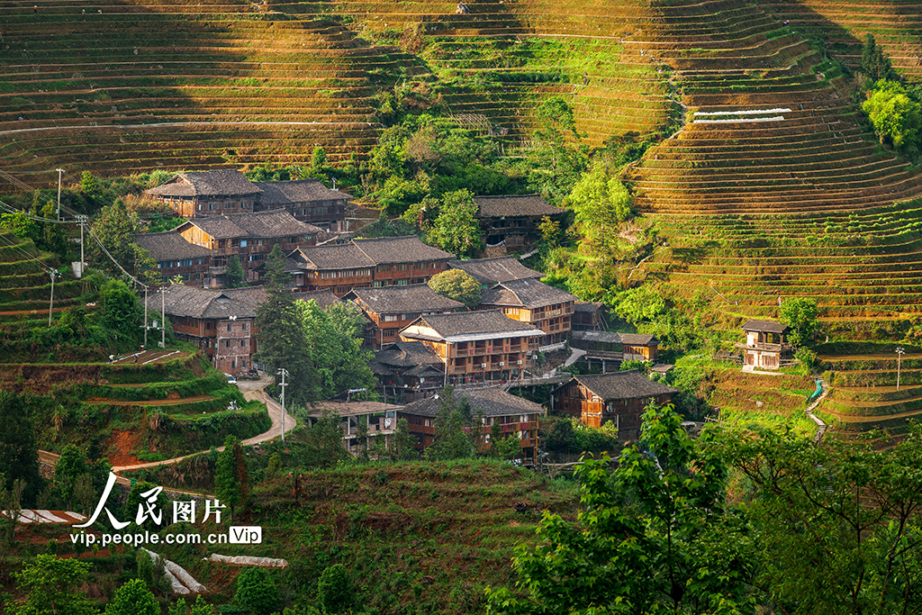 廣西龍勝:初夏時節龍脊梯田美如畫【2】