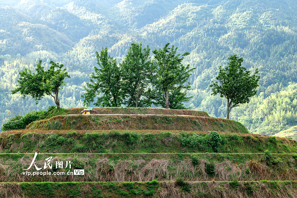 廣西龍勝:初夏時節龍脊梯田美如畫【3】