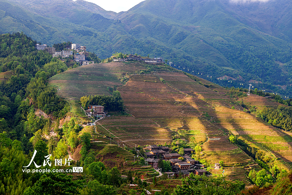 廣西龍勝:初夏時節龍脊梯田美如畫【4】