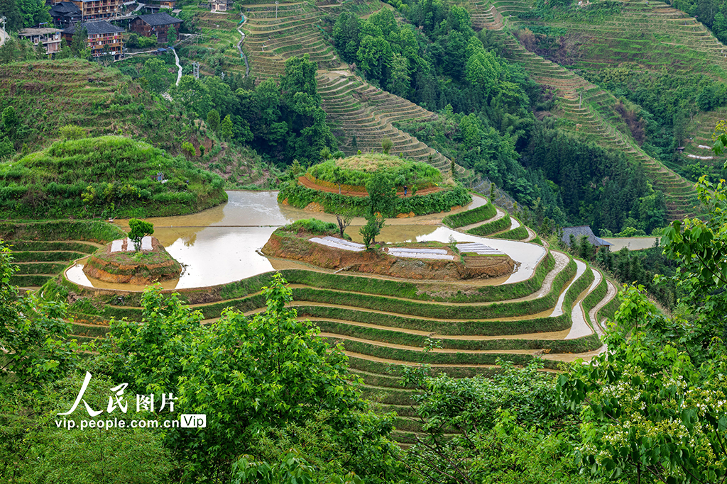 廣西龍勝:初夏時節龍脊梯田美如畫【6】
