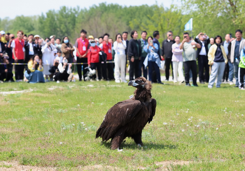 5月10日，志愿者在河北省秦皇島市北戴河濕地放飛一只禿鷲。