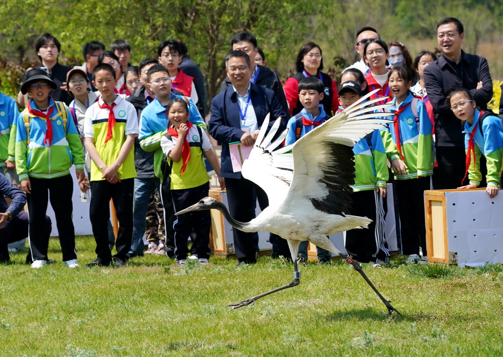 5月10日，志愿者在河北省秦皇島市北戴河濕地放飛一只丹頂鶴。
