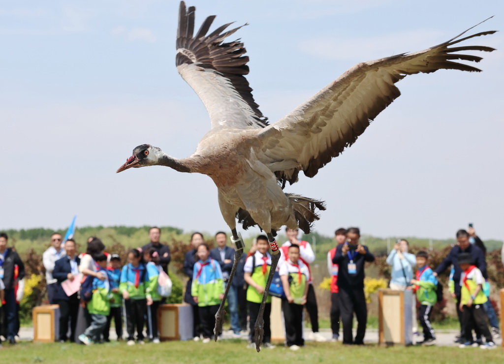 5月10日，志愿者在河北省秦皇島市北戴河濕地放飛一只灰鶴。