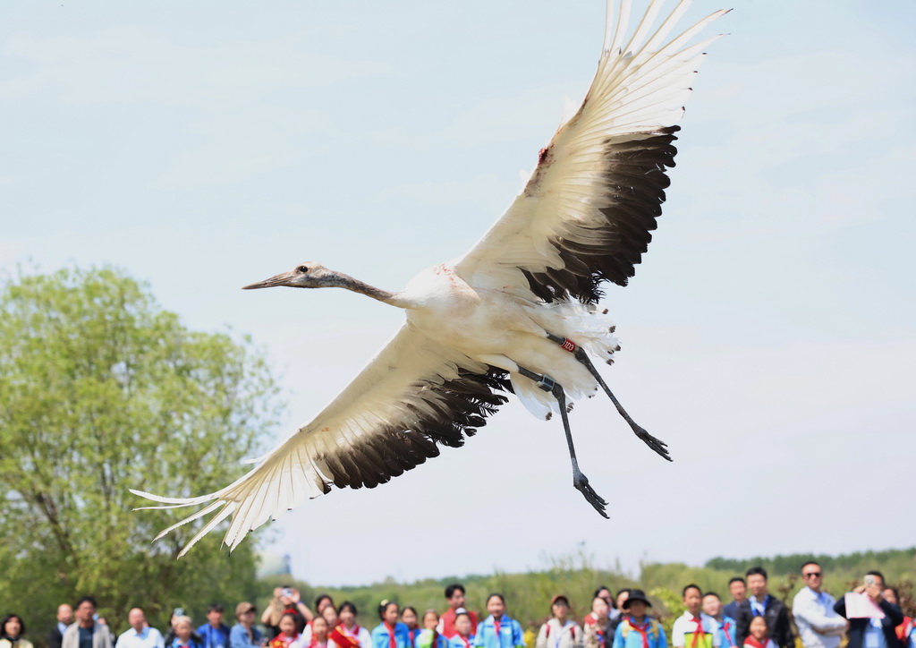 5月10日，志愿者在河北省秦皇島市北戴河濕地放飛一只丹頂鶴。