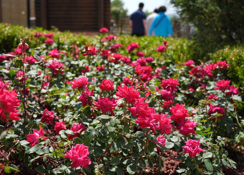 這是5月11日在第九屆國際月季大會上拍攝的月季花。