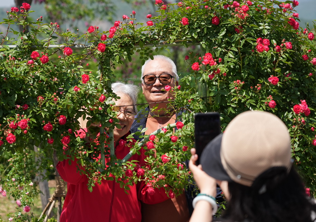 5月11日，游客在第九屆國際月季大會與月季花合影。