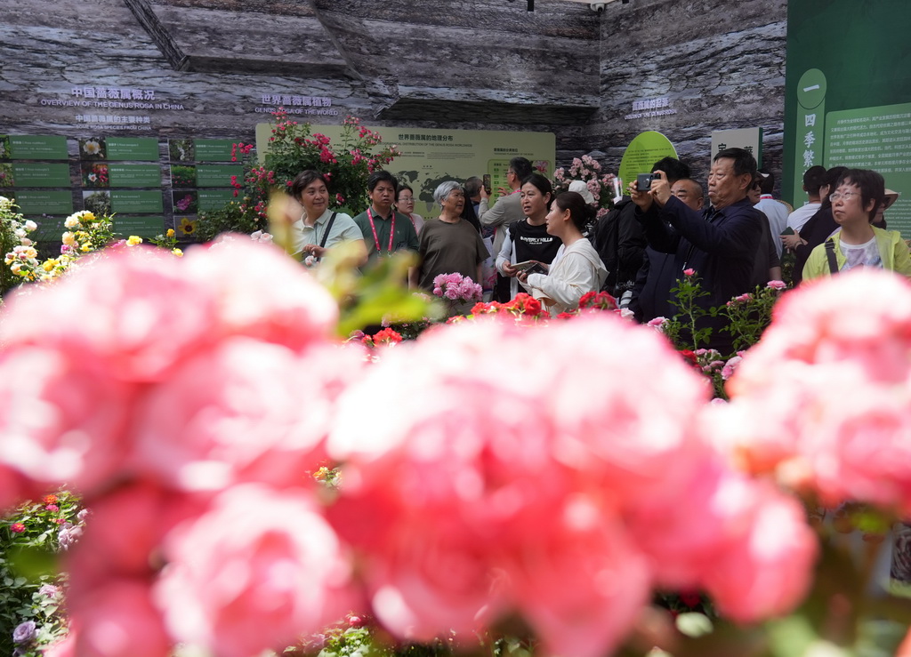 5月11日，游客在第九屆國際月季大會上參觀游覽。