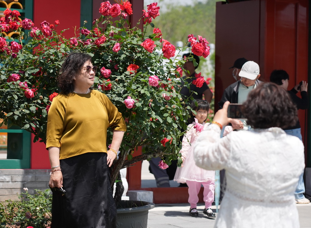 5月11日，游客在第九屆國際月季大會現場與月季花合影。