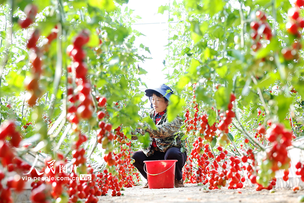 江蘇泗洪：采摘番茄【3】