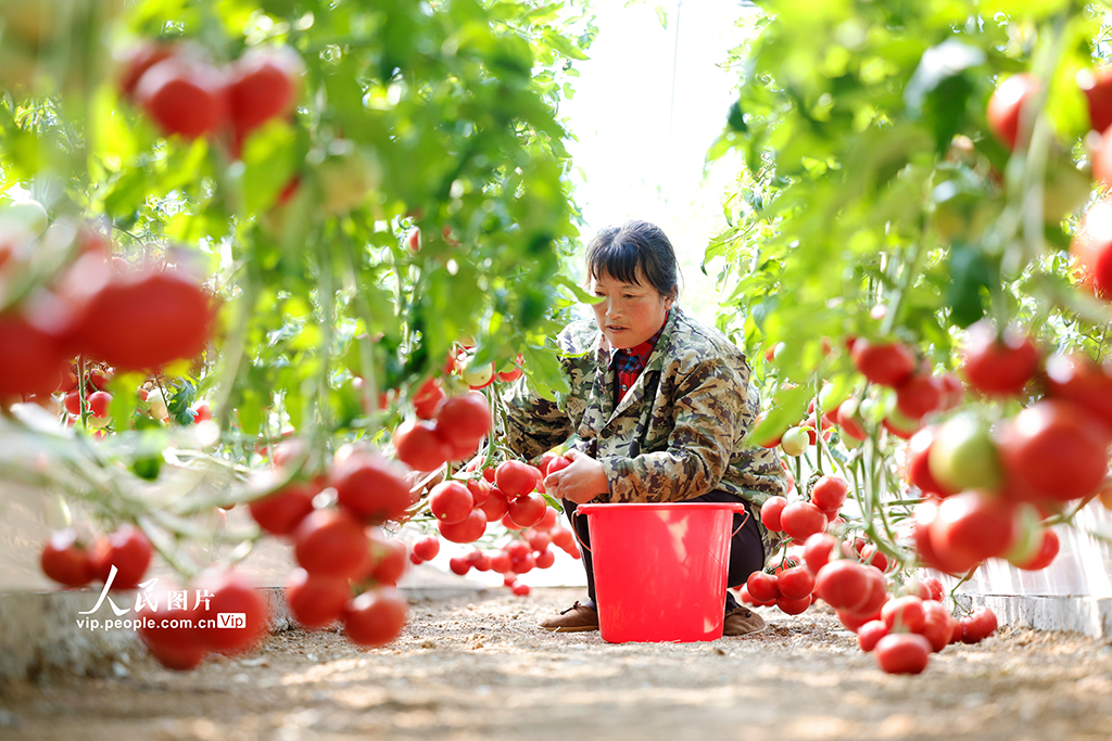 江蘇泗洪：采摘番茄【4】