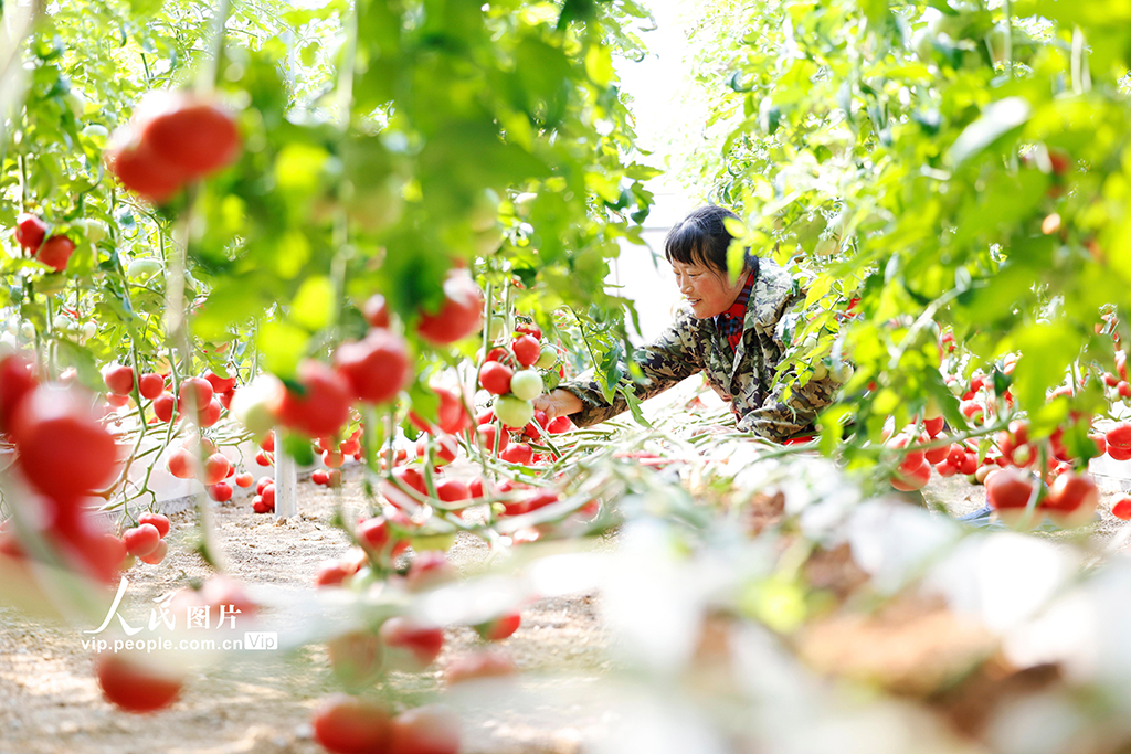江蘇泗洪：采摘番茄【5】