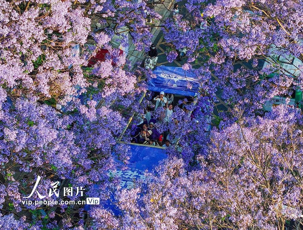 云南昆明:藍花楹如期開放引游人觀賞【2】