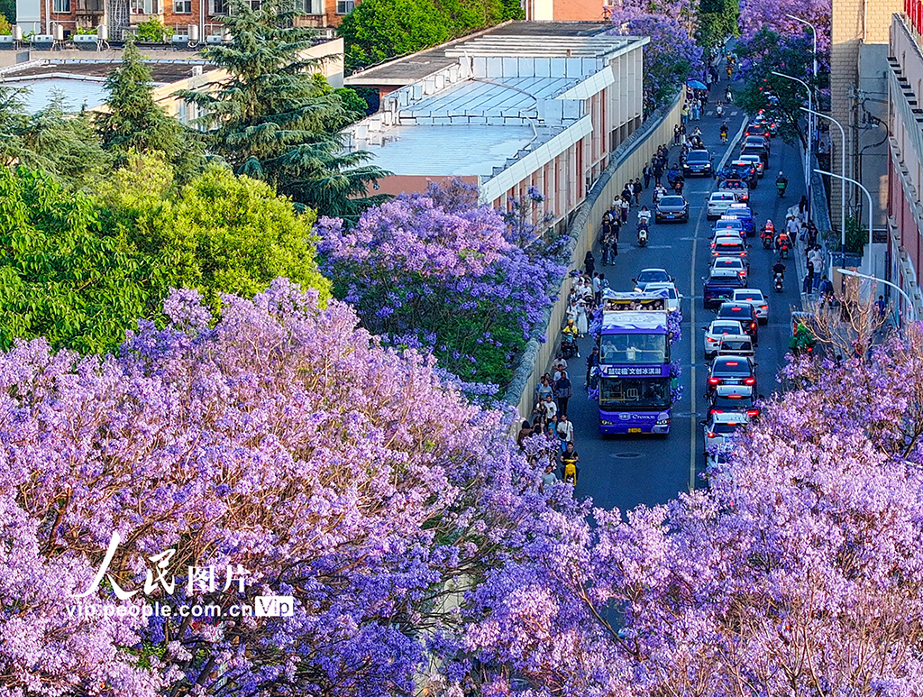 云南昆明：藍花楹如期開放引游人觀賞
