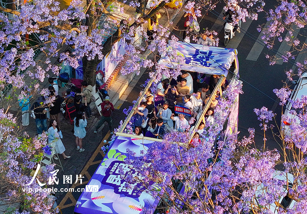 云南昆明:藍花楹如期開放引游人觀賞【4】