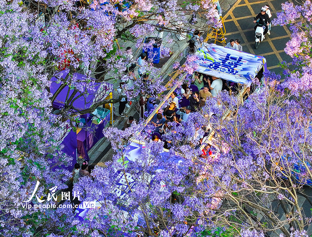 云南昆明:藍花楹如期開放引游人觀賞【5】