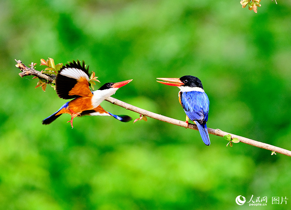 河南羅山：鳥類樂園